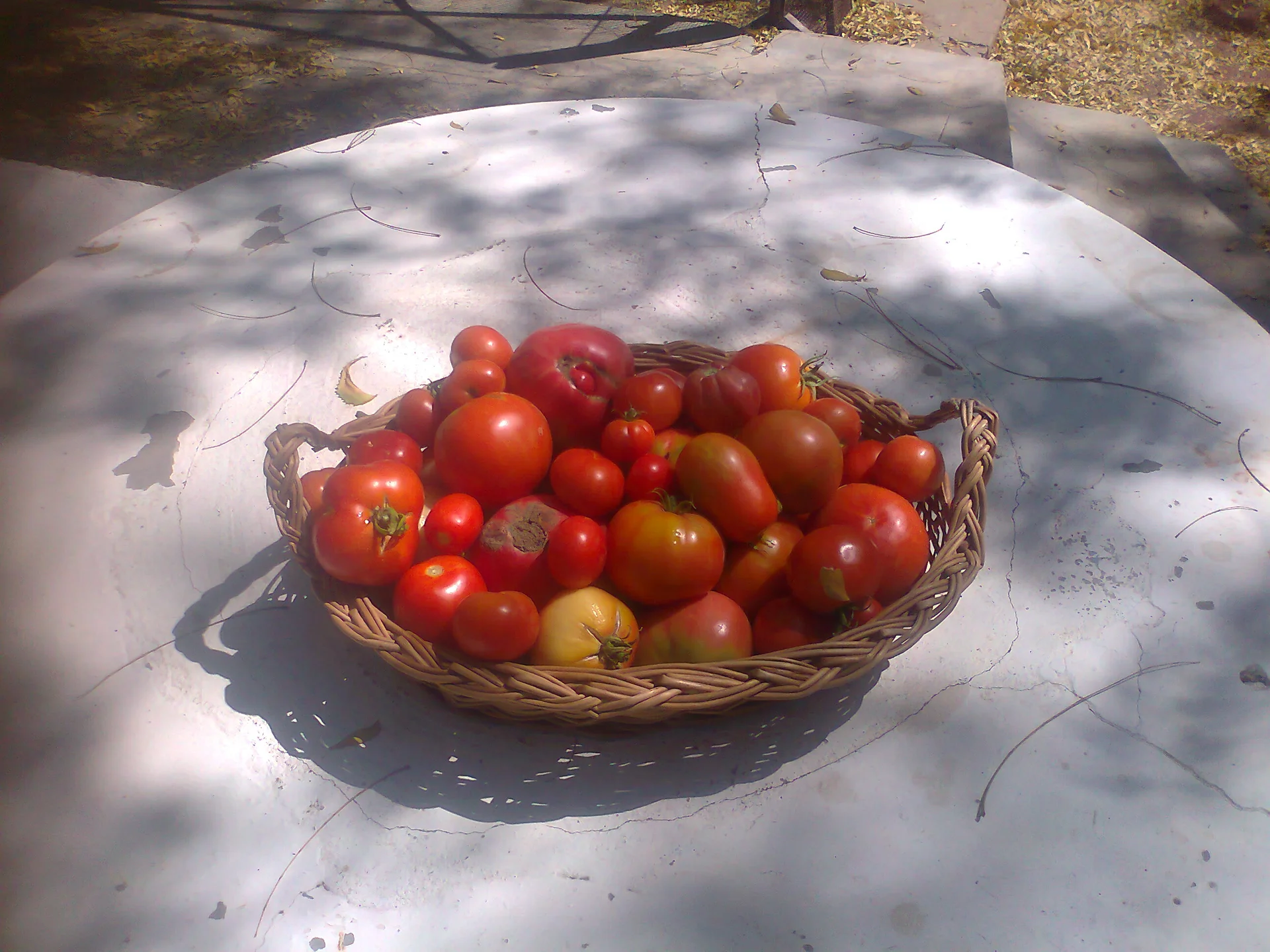 Finally - some harvest!